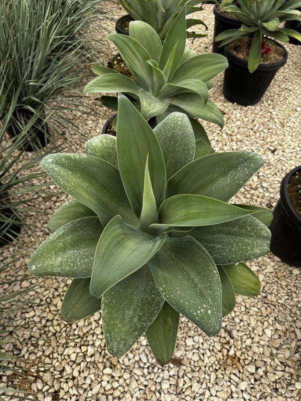 AGAVE ATTENUATA