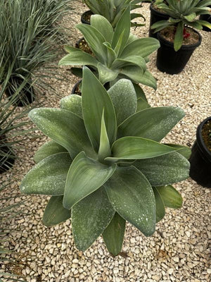 AGAVE ATTENUATA