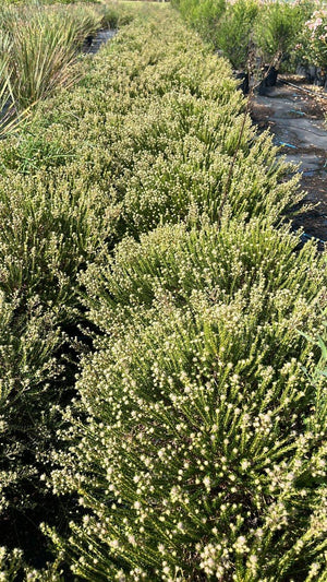 PHYLICA ERICOIDES