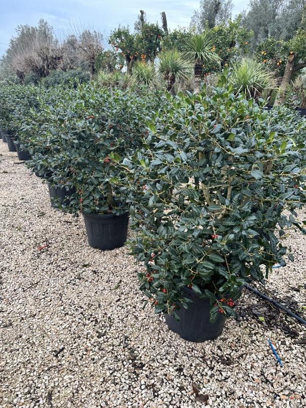 ILEX AQUIFOLIUM NELLIE R. STEVENS