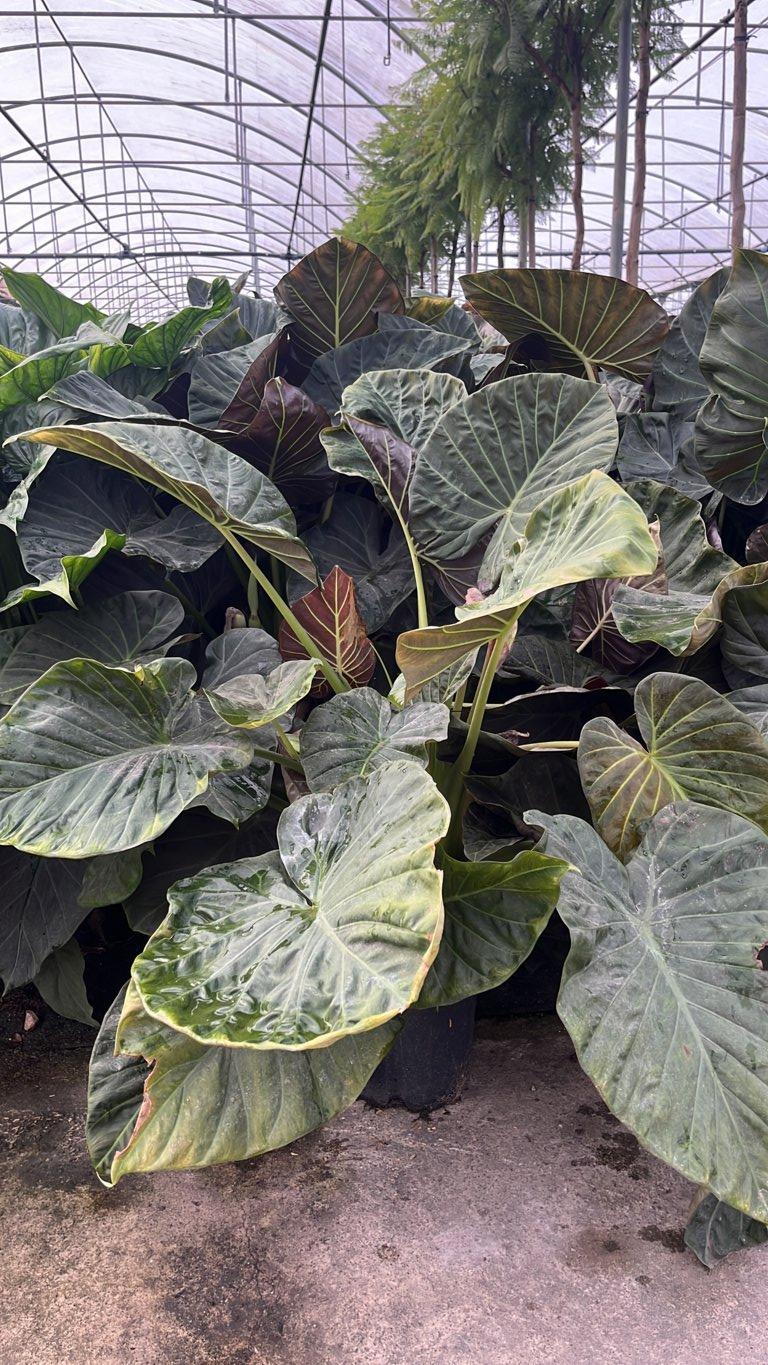 ALOCASIA REGAL SHIELD