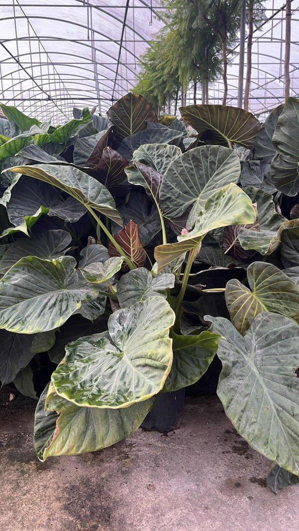 ALOCASIA REGAL SHIELD