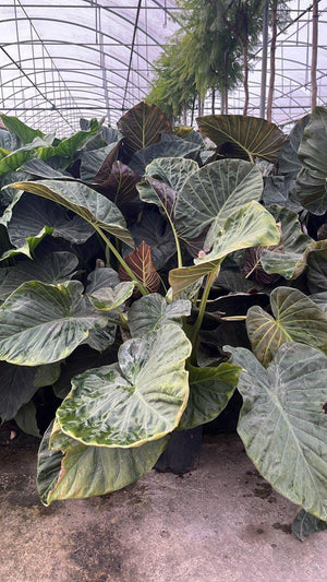 ALOCASIA REGAL SHIELD