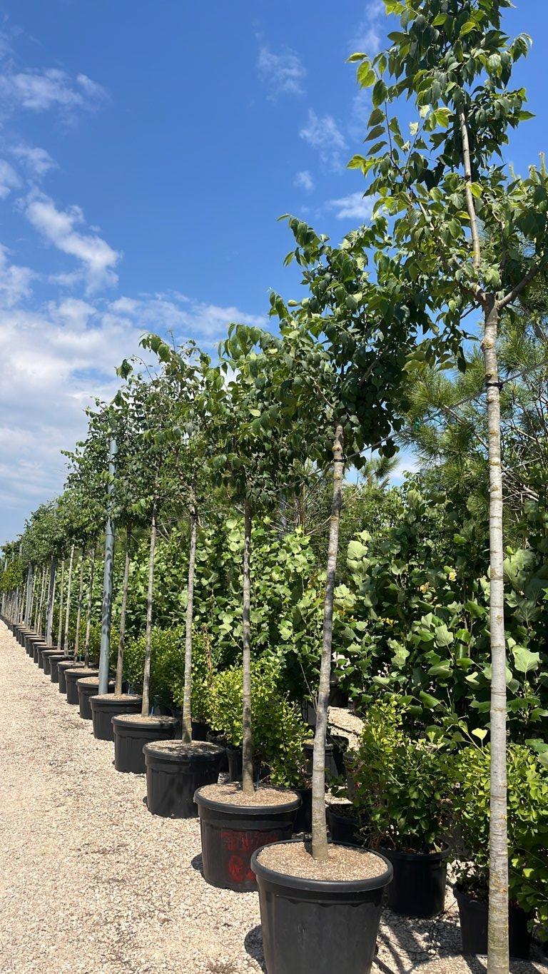 CELTIS AUSTRALIS