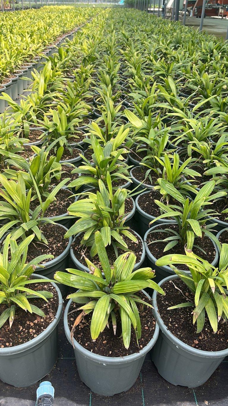 RHAFIS EXCELSA