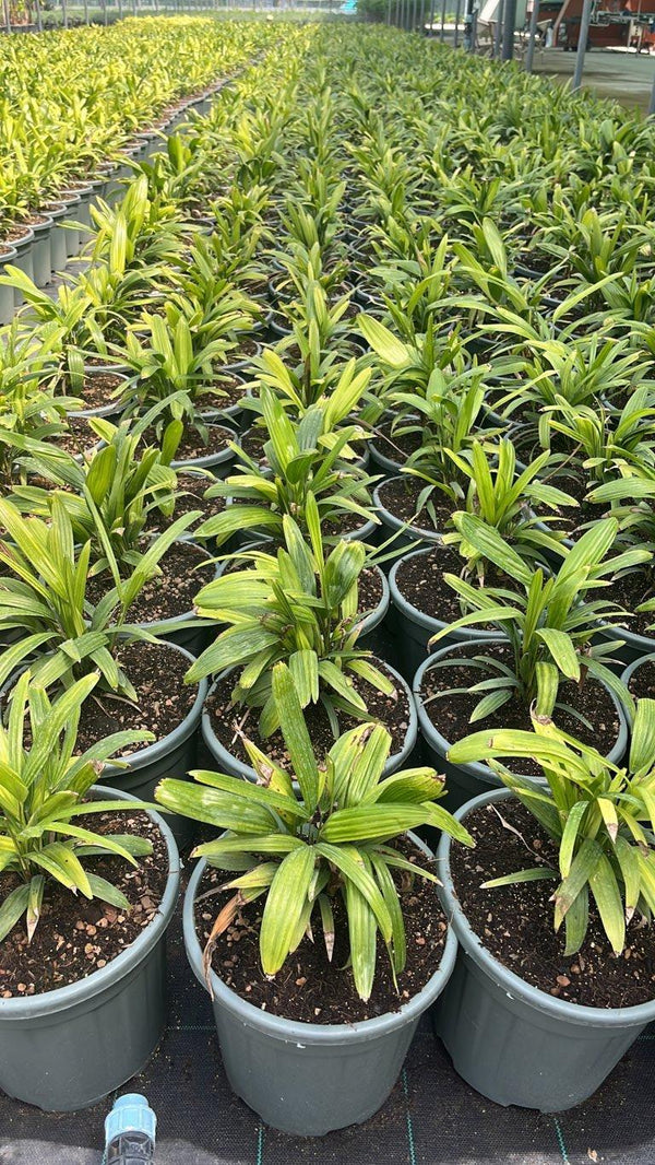 RHAFIS EXCELSA