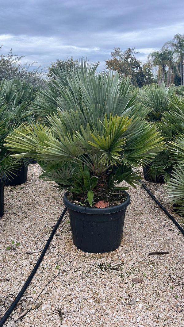 CHAMAEROPS HUMILIS NANO