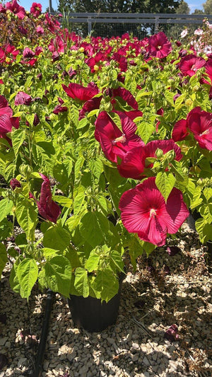 HIBISCUS MOSCHEUTOS ROUGE