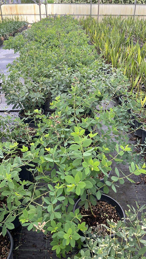 BAPTISIA DECADENCE IN VARIETA