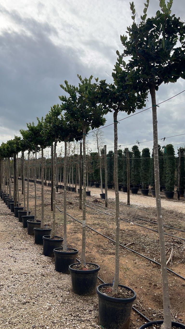 LIGUSTRUM TEXANUM