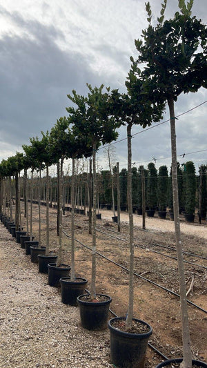 LIGUSTRUM TEXANUM