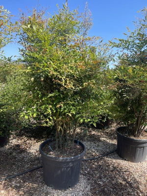 NANDINA DOMESTICA