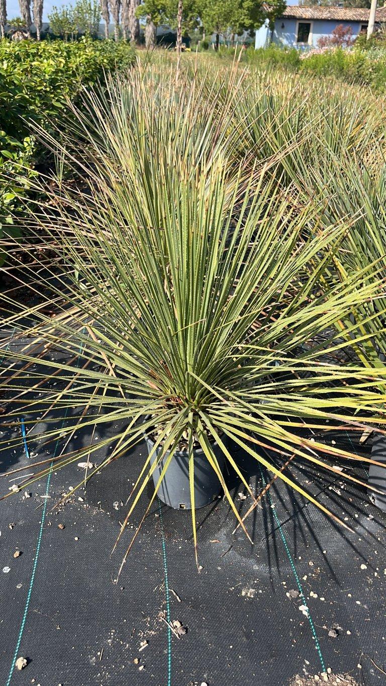 DASYLIRION SERRATOFOLIUM