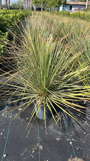 DASYLIRION SERRATOFOLIUM