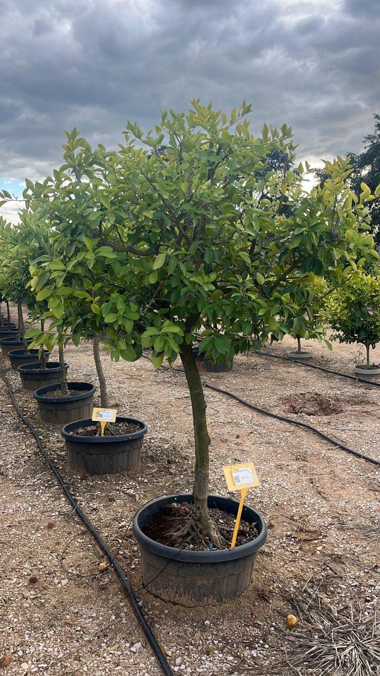 CITRUS AURANTIFOLIA