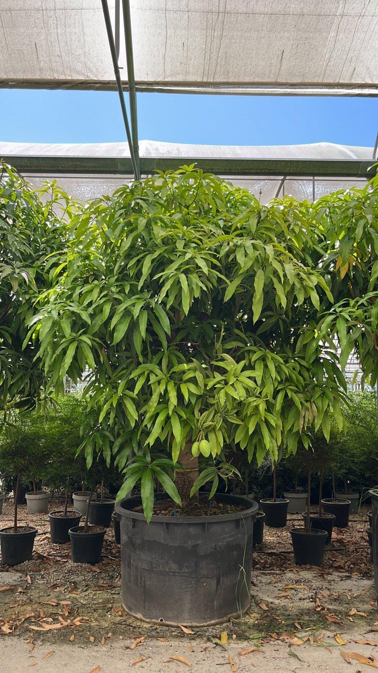MANGIFERA INDICA
