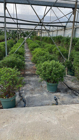 ZANTHOXYLUM BEECHEIANUM
