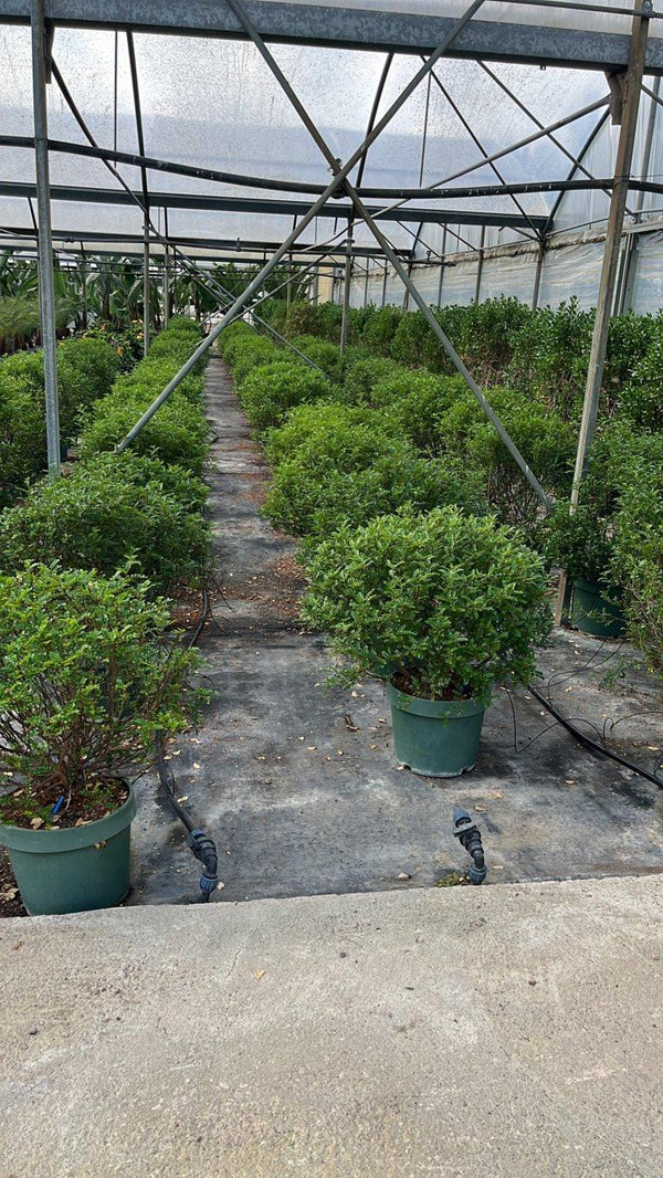 ZANTHOXYLUM BEECHEIANUM