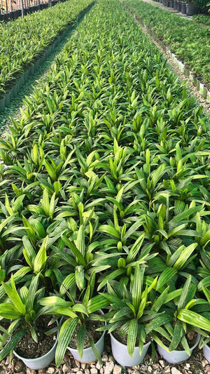 RHAFIS EXCELSA
