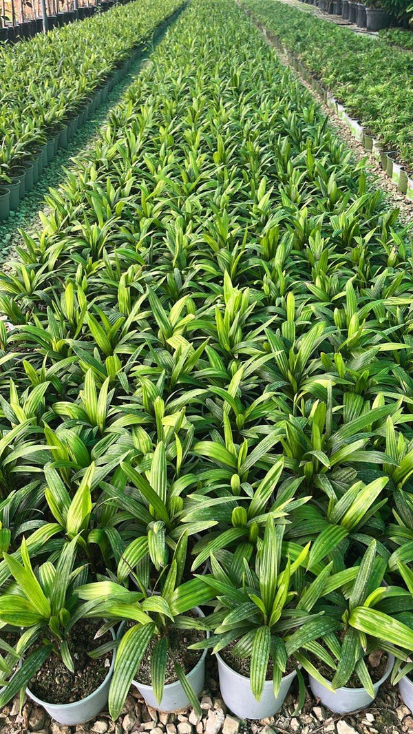 RHAFIS EXCELSA