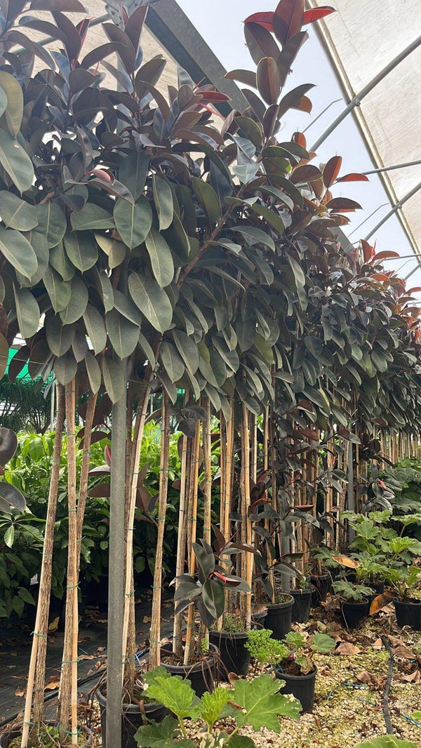 FICUS S. ELASTICA ABIDJAN