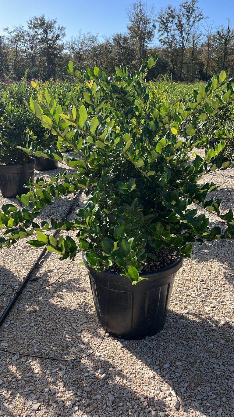 LIGUSTRUM TEXANUM