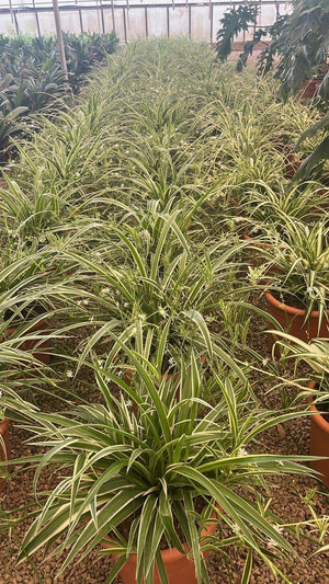 CHLOROPHYTUM