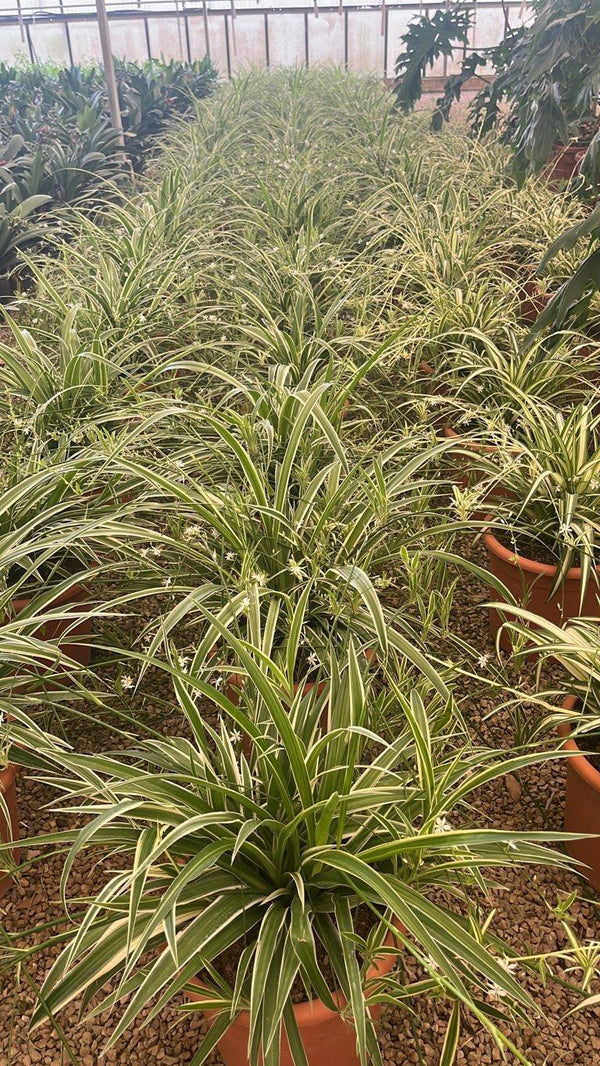 CHLOROPHYTUM