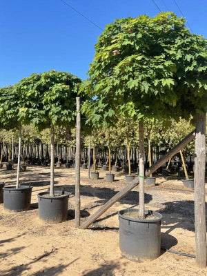 ACER PLATANOIDES GLOBOSUM