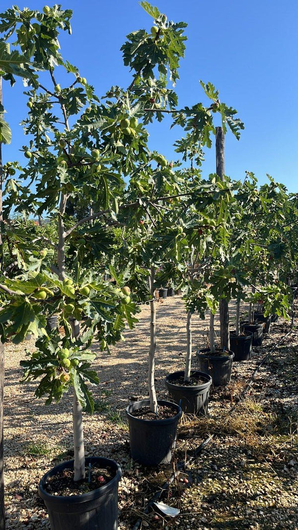 FICUS F. CARICA ICECRYSTAL