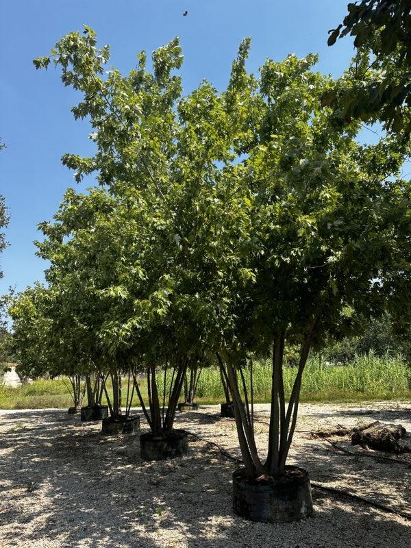 ACER SACCHARIMUN