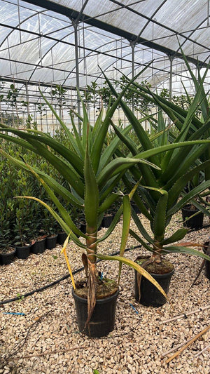 ALOIDENDRON BARBERAE