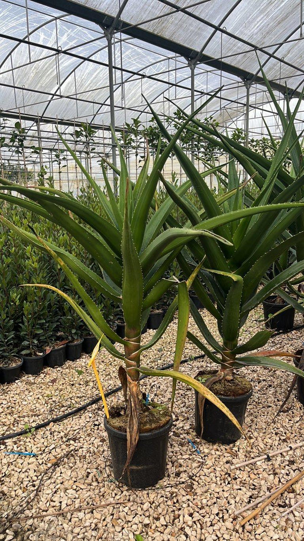 ALOIDENDRON BARBERAE