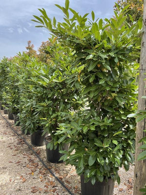 PRUNUS S. LAUROCERASUS