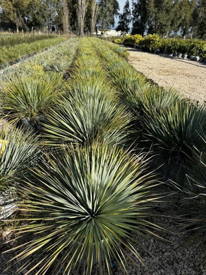 YUCCA ROSTRATA