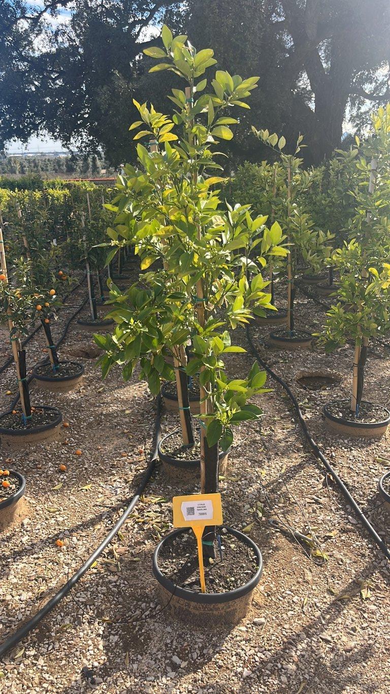 CITRUS SINENSIS NAVELINA