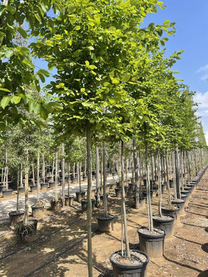 CARPINUS BETULUS
