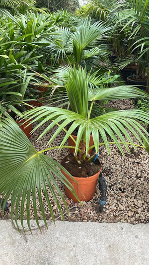 LIVISTONIA CHINENSIS