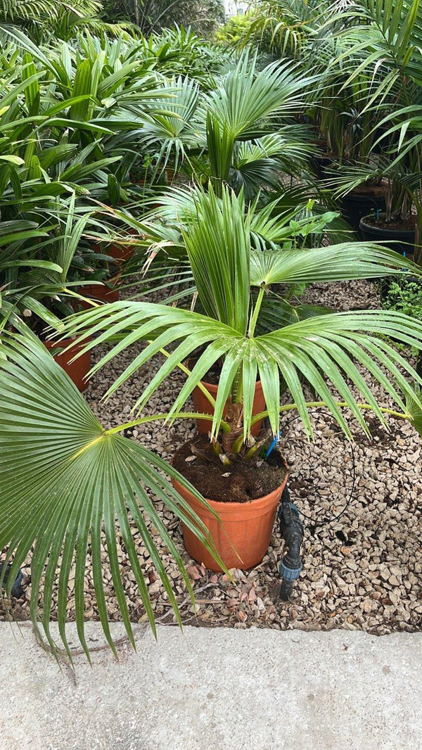 LIVISTONIA CHINENSIS
