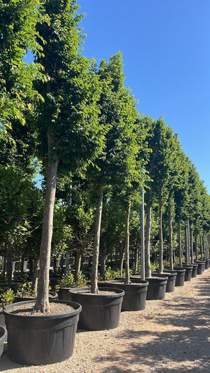 CARPINUS BETULUS PIRAMYDALIS