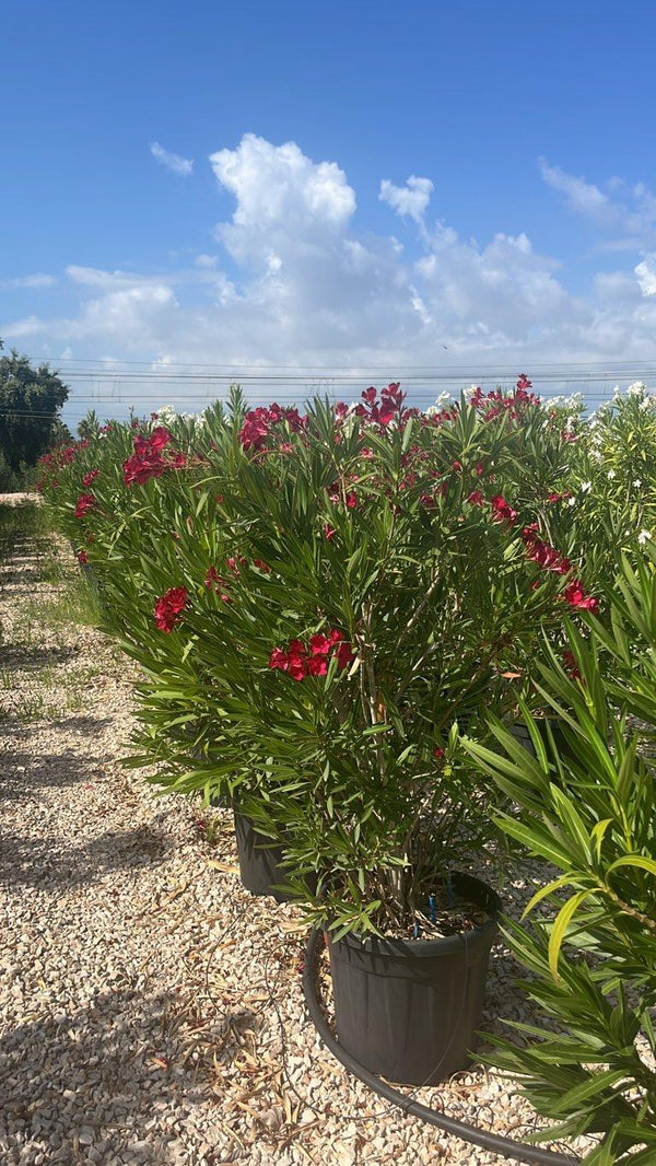 NERIUM OLEANDER ROSSO