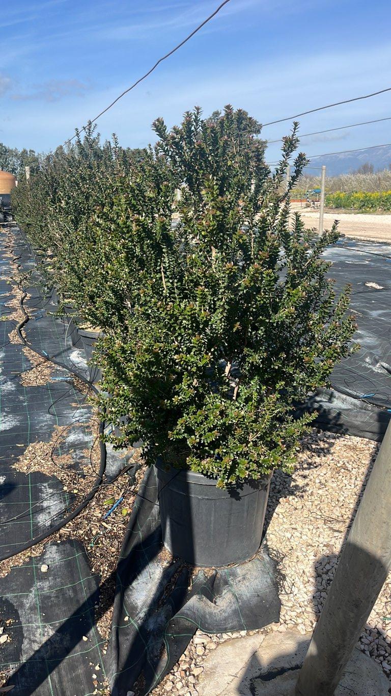 MYRTUS COMMUNIS TARENTINA