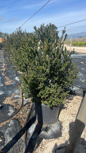 MYRTUS COMMUNIS TARENTINA
