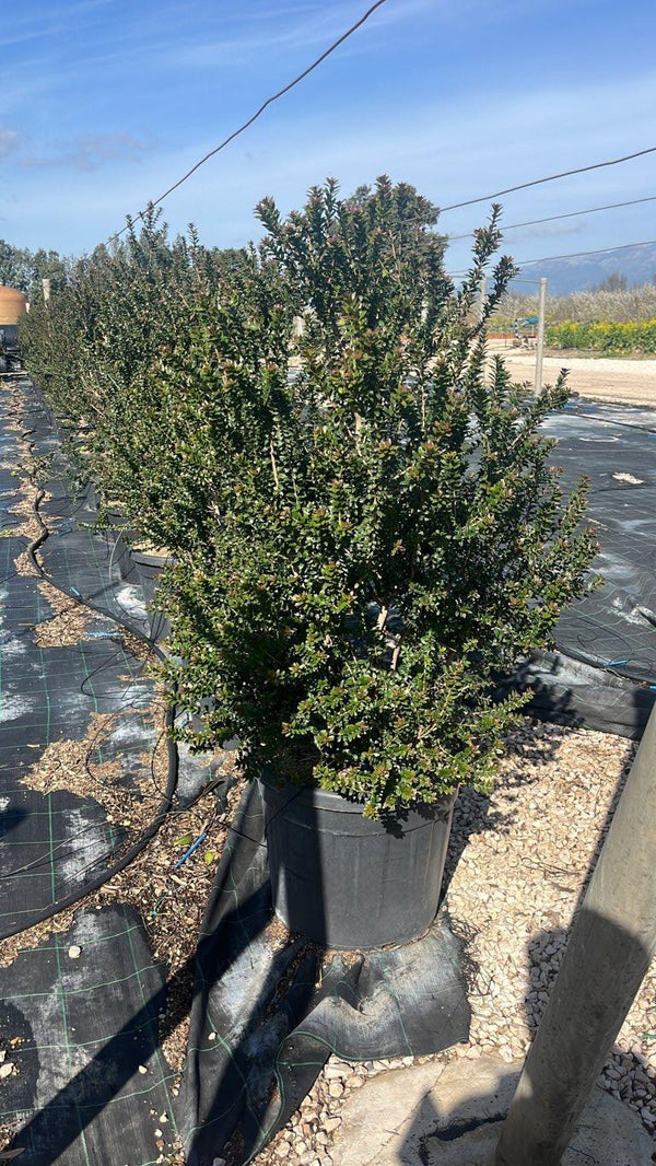 MYRTUS COMMUNIS TARENTINA