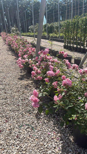 ROSA MAMA MIA COURTYARD