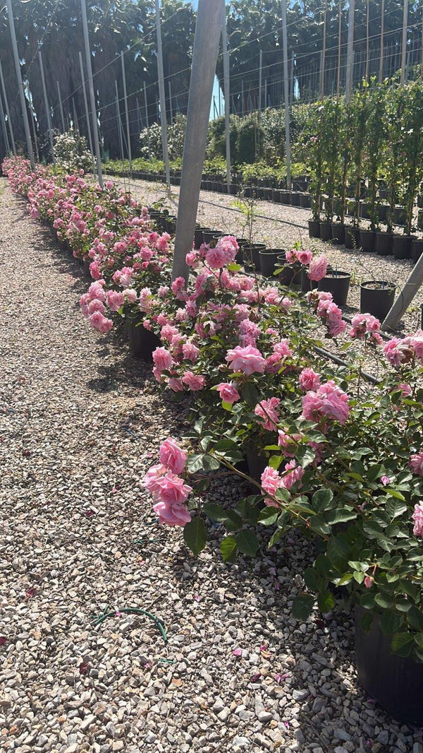 ROSA MAMA MIA COURTYARD