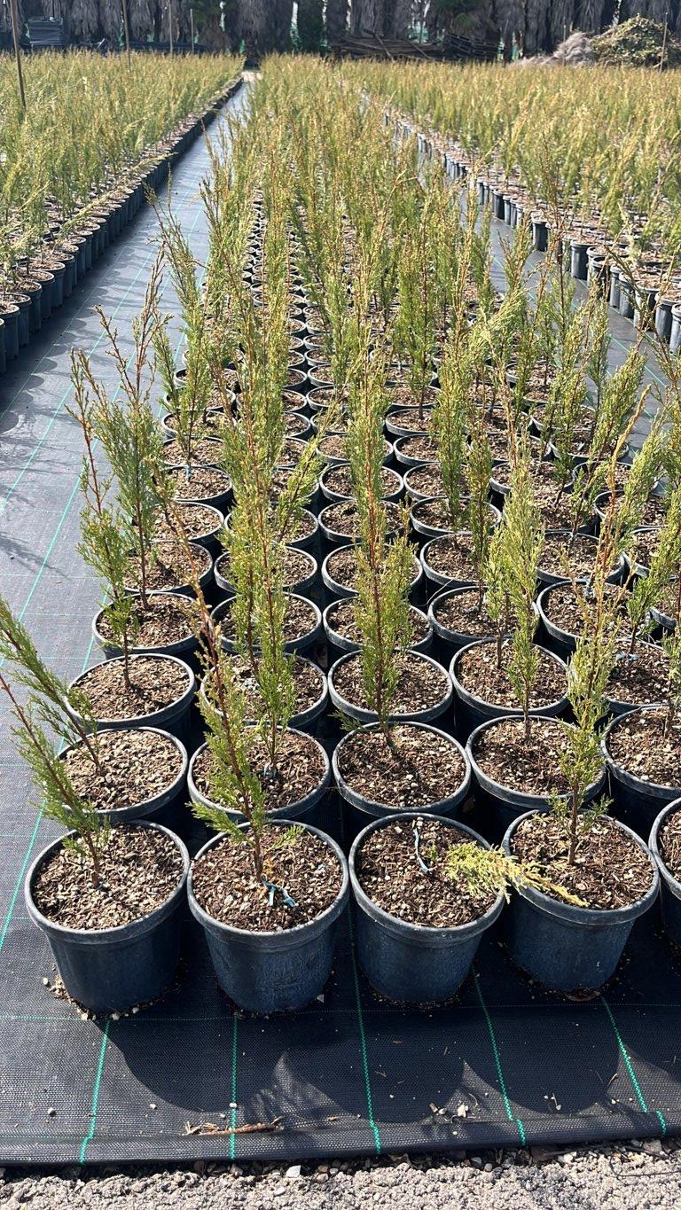 CUPRESSUS SEMPERVIRENS PYRAMIDALIS