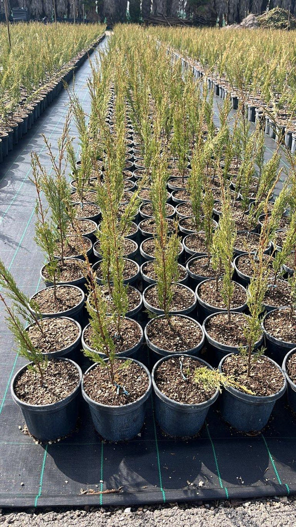 CUPRESSUS SEMPERVIRENS PYRAMIDALIS