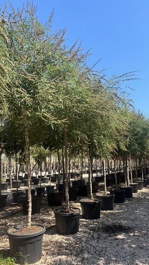 VITEX AGNUS-CASTUS
