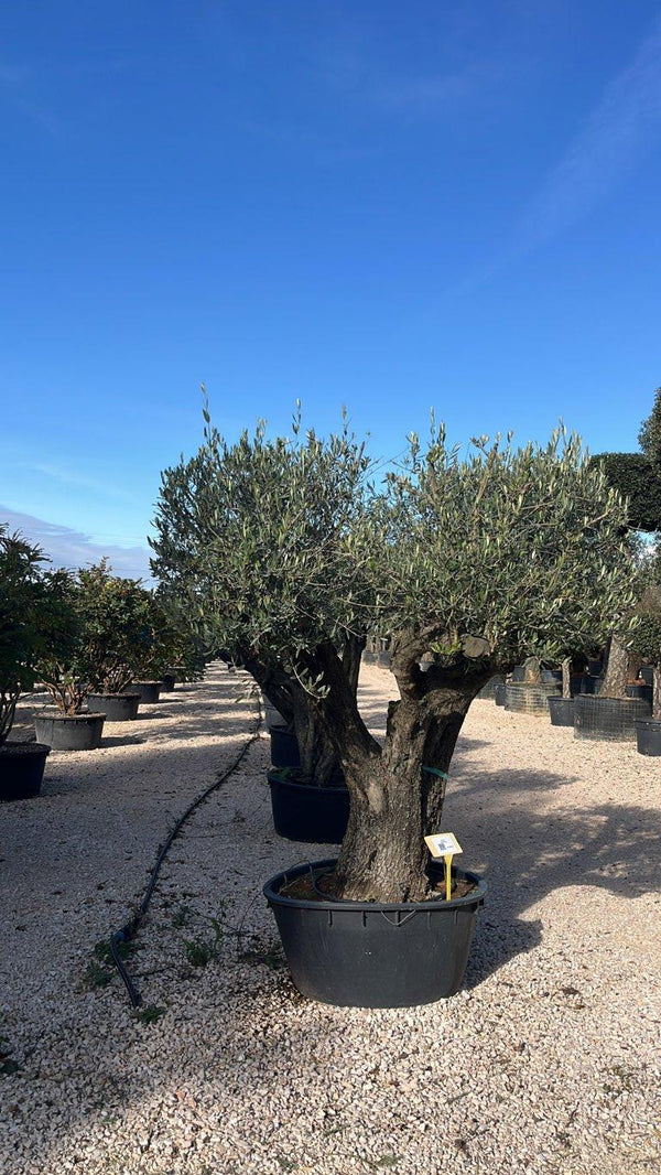 OLEA EUROPEA